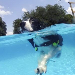 Dog swimming with life jacket in Splash Paws pool hosted by Animal Crackers Boarding & Grooming