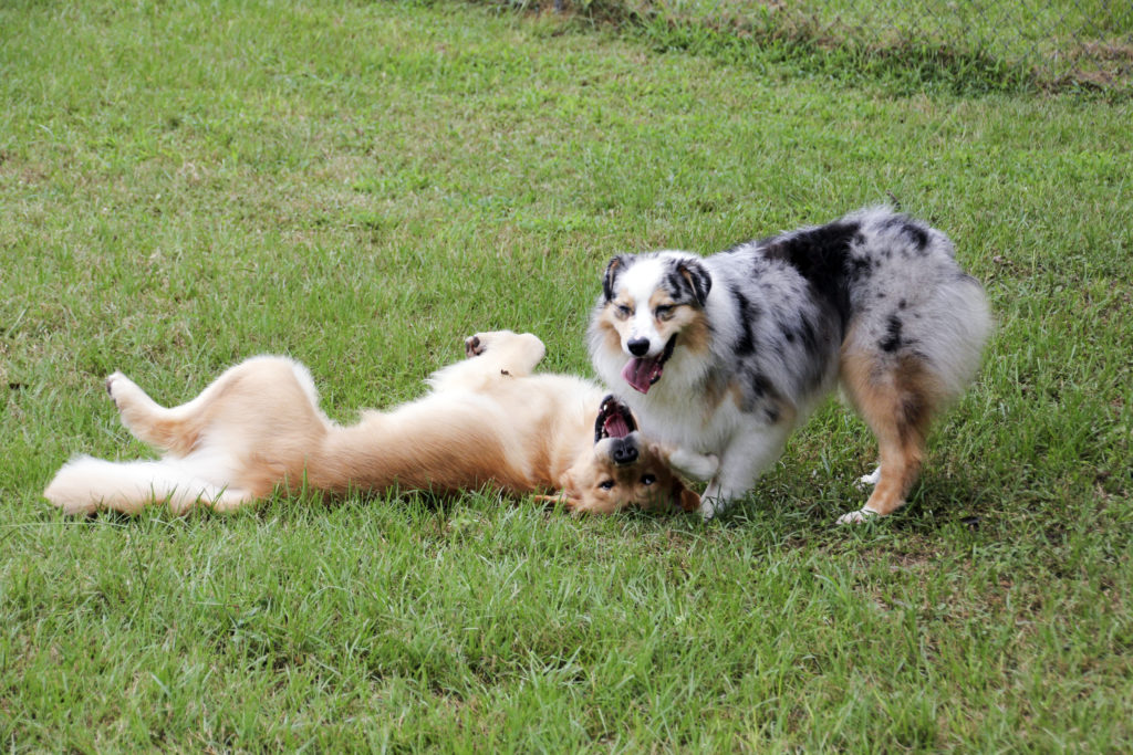 two dogs enjoying the play yard at Doggie Day Care at Animal Crackers Boarding & Grooming