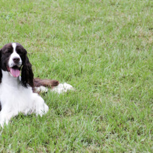 Dog enjoying the sun and large play areas at Animal Crackers Boarding in Spring Texas